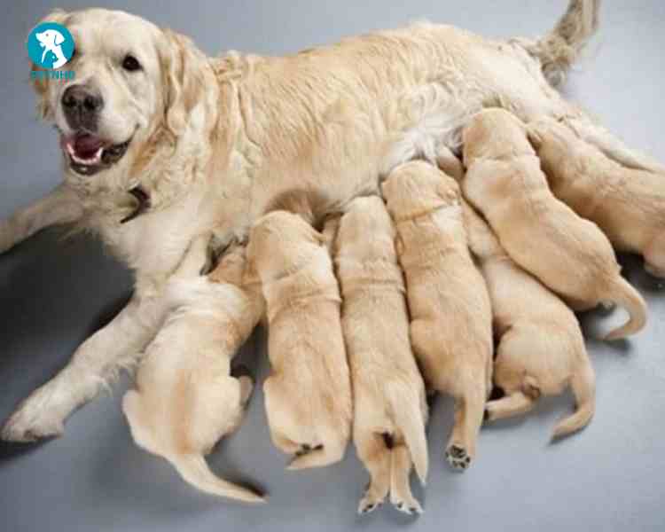 Chó mẹ sau khi sinh