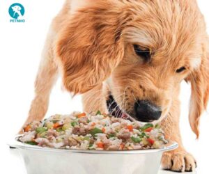 Thức ăn tươi cho chó cần thiết trong bữa ăn của chó