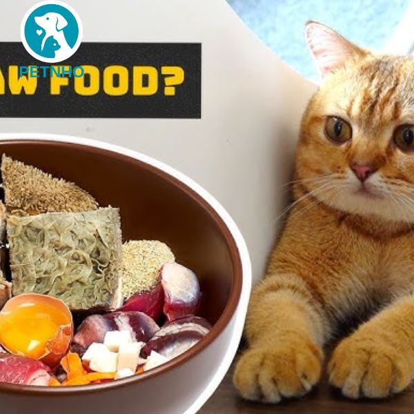 công thức làm thức ăn cho mèo