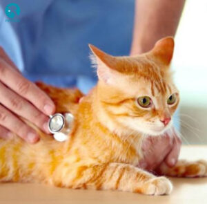 Tìm hiểu về thuốc trị nấm cho mèo - Giải pháp an toàn 