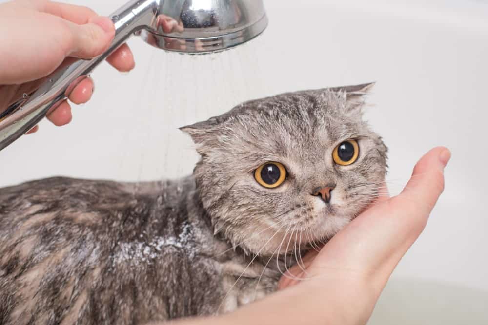Top 3 loại sữa tắm cho mèo nên phổ biến nhất